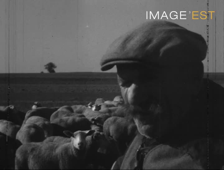 Tonte des moutons dans la Marne